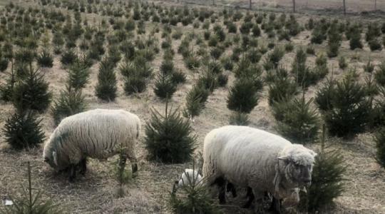 Környezetbarát megoldás: birkák "nyírják" a füvet egy nagykanizsai karácsonyfatelepen 