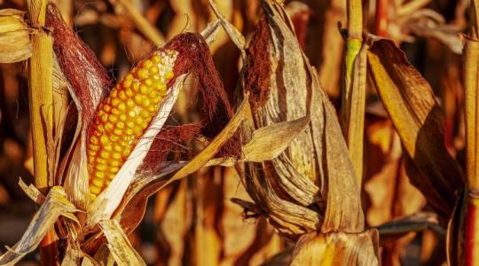 Egy év alatt három számjegyű termésnövekedést produkált a kukorica