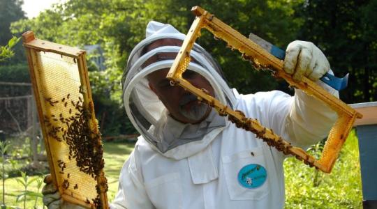 Egymilliárd forint érkezik hamarosan a méhészeknek