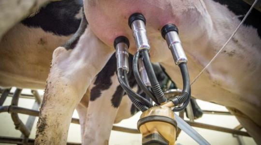 Itt vannak a részletek a tejhasznú tehéntartás támogatásáról és a várható ellenőrzésről