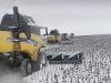 Karácsonyi napraforgó aratás: Elakadás és kemény munka a hóban + Videó