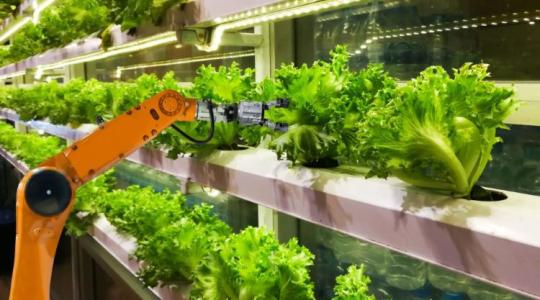 Egy új technológia teljesen átalakíthatja a zöldségfogyasztásunk