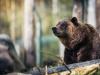 Újabb medvetámadás a szomszédban: népszerű kirándulóhelyen történt a baleset