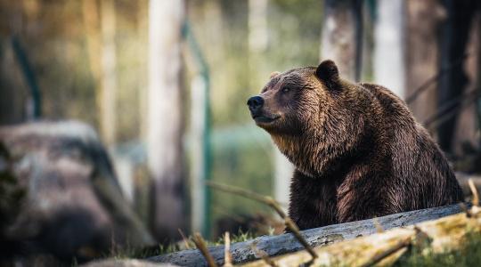Újabb medvetámadás a szomszédban: népszerű kirándulóhelyen történt a baleset