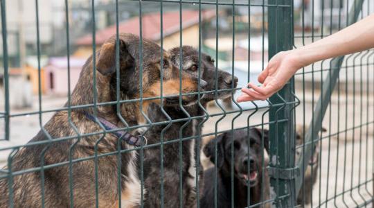 Dél-Koreában a kutyatenyésztők tiltakoznak a kutyahús fogyasztásának tervezett betiltása ellen