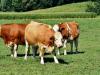 Környezetbarát rovarirtó szert fejlesztettek ki a teheneket bosszantó legyek ellen