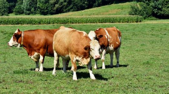 Környezetbarát rovarirtó szert fejlesztettek ki a teheneket bosszantó legyek ellen