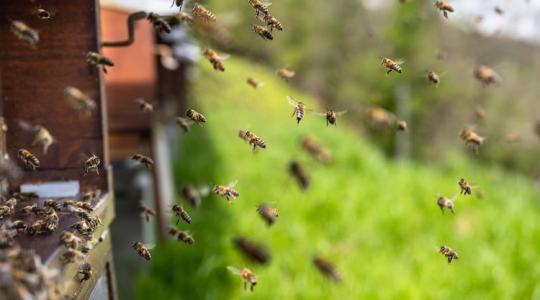Ha méhészkedsz, ezekkel a változásokkal tisztában kell lenned