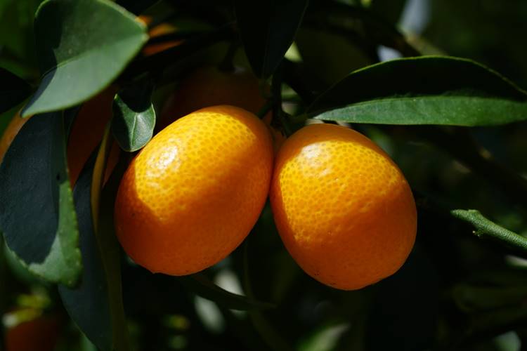 kumquat