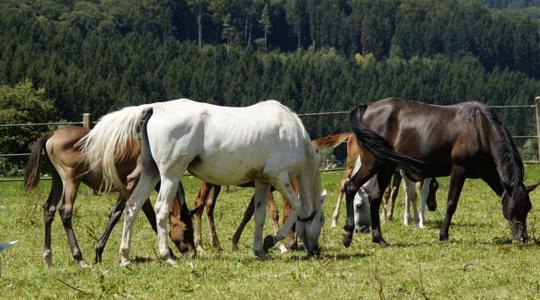 Keresettek a magyar lovak, de az ágazatnak továbbra is szüksége van a támogatásokra