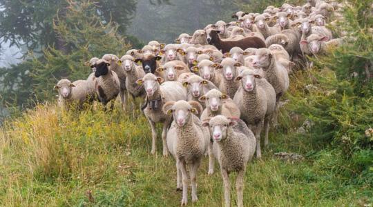 A jó árak és a nagy kereslet ellenére is csökken a juhok száma