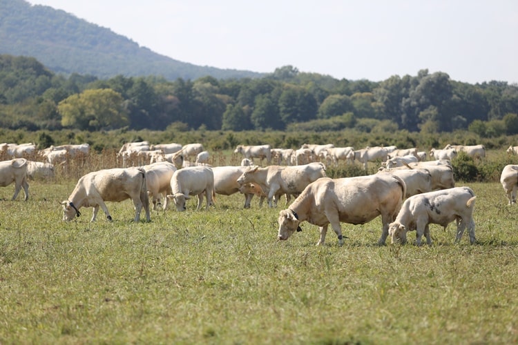 legelő szarvasmarhák
