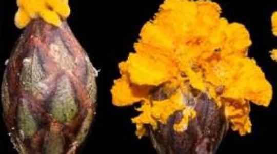 Virágnak álcázza magát egy gomba – ilyennel eddig nem találkoztak a kutatók