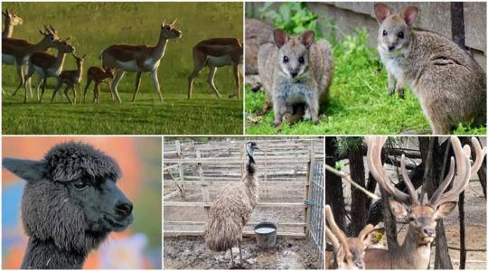 Kengurut, alpakát, esetleg emut vásárolnál? Itt megteheted