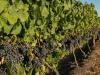 Meglepő eredményt hozott a szőlő és a kender közötti növénytársítás 