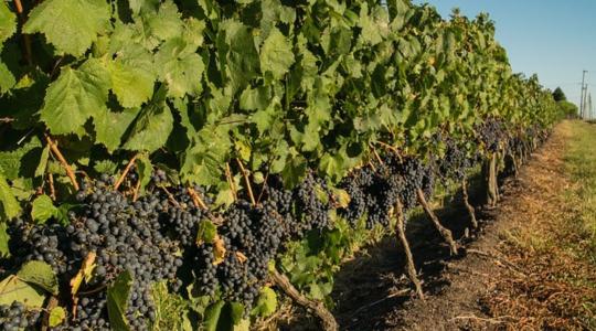Meglepő eredményt hozott a szőlő és a kender közötti növénytársítás 