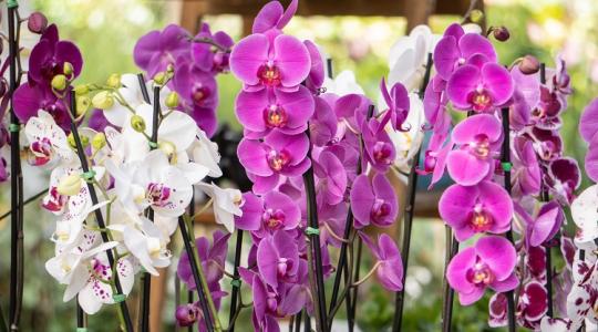 Sárgul az orchideád levele? Ez az oka!