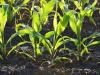 Miért fontosak a talajbaktériumok és hogyan segítik a növények fejlődését?