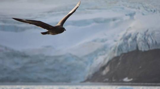 Az Antarktiszt is elérte a madárinfluenza