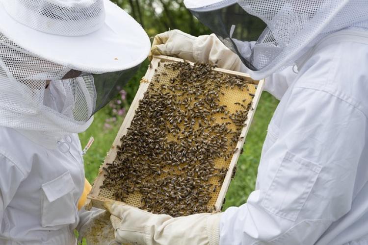 méhészek