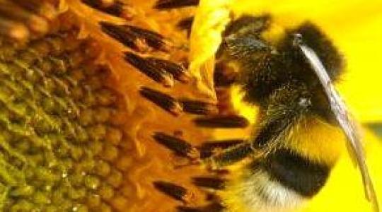 A mézelő méhek egészségmegőrzését célzó együttműködés
