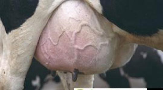 A szarvasmarhák tőgygyulladásának megelőzése