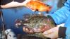 Rengeteg egzotikus hal van a Hévízi-kifolyónál, és ez baj +VIDEÓ