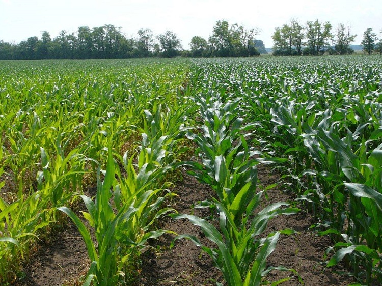  A talajoltó baktérium készítménnyel kezelt kukorica (jobb oldal) szépen fejlett, láthatóan nem szenved tápanyaghiányban, a bal oldalon a kezeletlen kukorica silányabb.