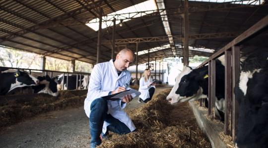 Tovább kellene csökkenteni az antibiotikumok felhasználását az állattartásban