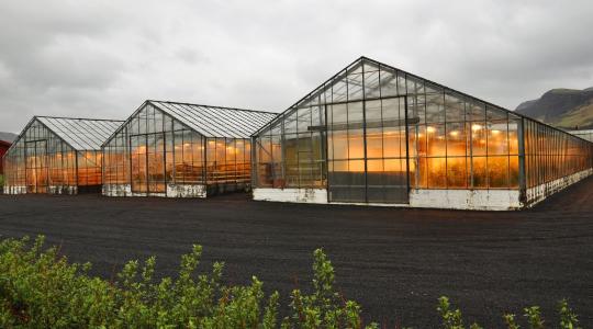 Hogyan képesek az izlandi gazdák a zöldségtermesztésre?