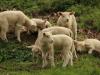 Hiába magas a bárány ára, folyamatos a hazai juhállomány leépülése