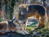 A farkasok védettségének csökkentését tervezi az EU
