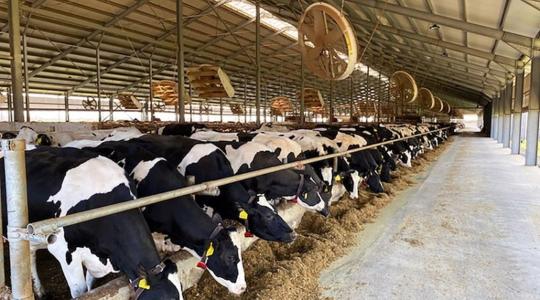 Új terápiás eljárást dolgoznak ki a debreceni agrárkaron a szarvasmarhák egészsége érdekében 