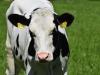 Több mint 160 ezer kilónyi tejet adott egy magyarországi tehén