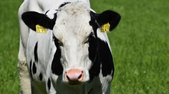 Több mint 160 ezer kilónyi tejet adott egy magyarországi tehén