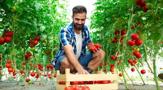 Nincs elég fiatal kertész – mentorprogramot indítanak a szentesi termelők