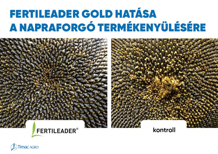 FERTILEADER GOLD hatása a napraforgó termékenyülésére