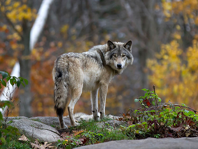 Az osztrák állattartók nem tűrik tovább a farkastámadásokat