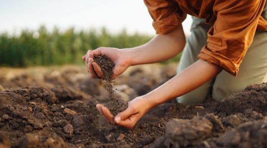 Egyszerű módszerrel tehető termékennyé a szikes, lúgos talaj 