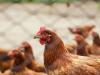 A madárinfluenza hatása a baromfipiacra: a csirke szárnyal, a pulyka zuhan