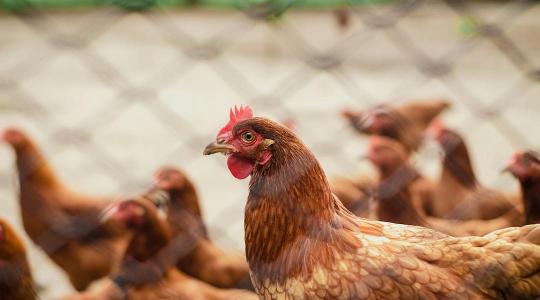 A madárinfluenza hatása a baromfipiacra: a csirke szárnyal, a pulyka zuhan