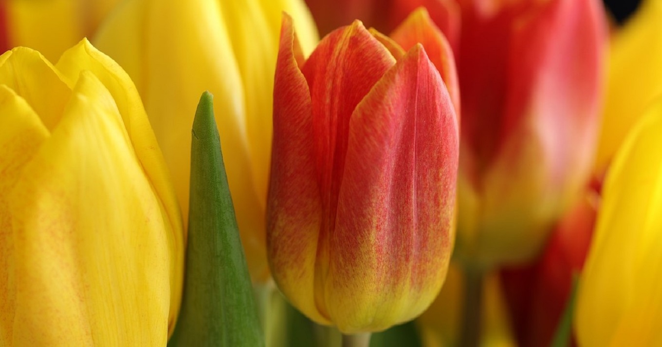 tulipán pix