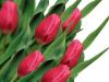 Csodaszép tulipánokat szeretnél? Ezt tedd most velük!