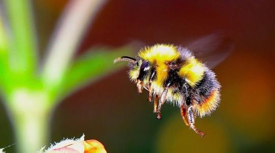 A méhek újabb hihetetlen képességére derült fény +VIDEÓ