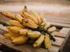 Génmódosított banánok: újabb ellenálló gyümölcsök lepik el a piacot