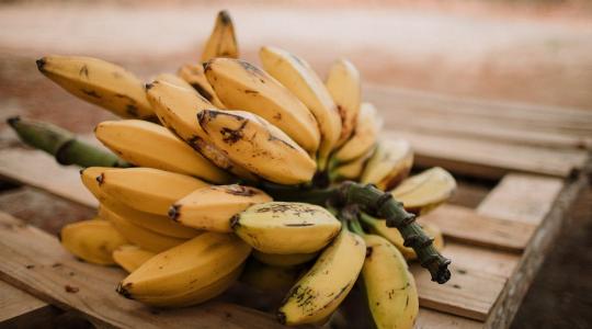 Génmódosított banánok: újabb ellenálló gyümölcsök lepik el a piacot