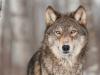 Semmilyen tudományos bizonyíték nem támasztja alá a farkasok védettségi szintjének csökkentését?