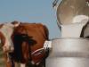 Elképesztő mélységben a tej termelői ára