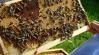 Algákkal a méheket pusztító vírusok ellen? Kutatók szerint igen!