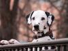ELTE-kutatás: a kutyák az emberekhez hasonlóan értik a szavakat